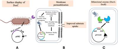 Genetic and metabolic engineering approaches for enhanced biodesulfurization of petroleum fractions